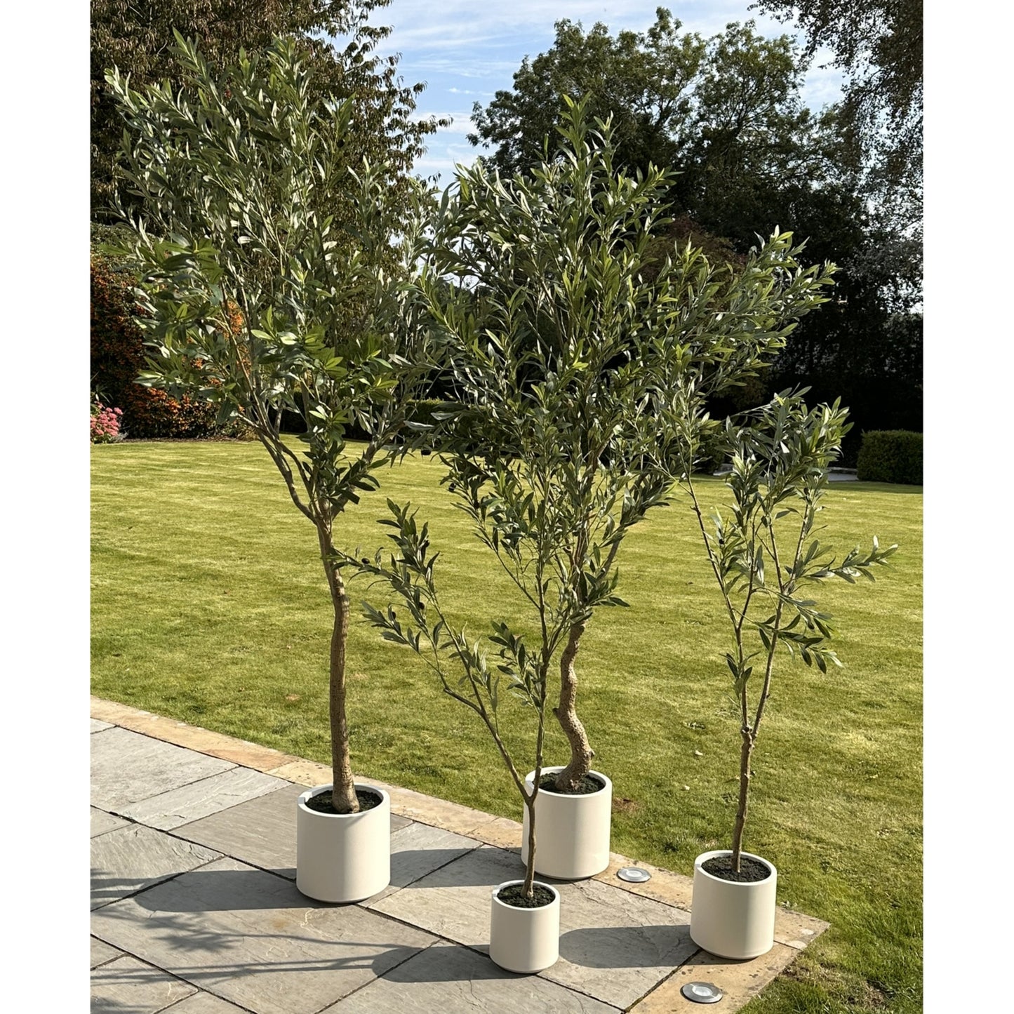Apulia Olive Tree In White Pot 200Cm image 4
