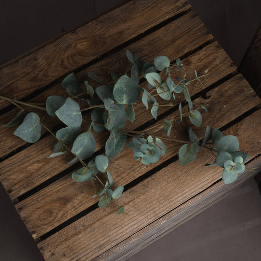 Variegated Eucalyptus image 1