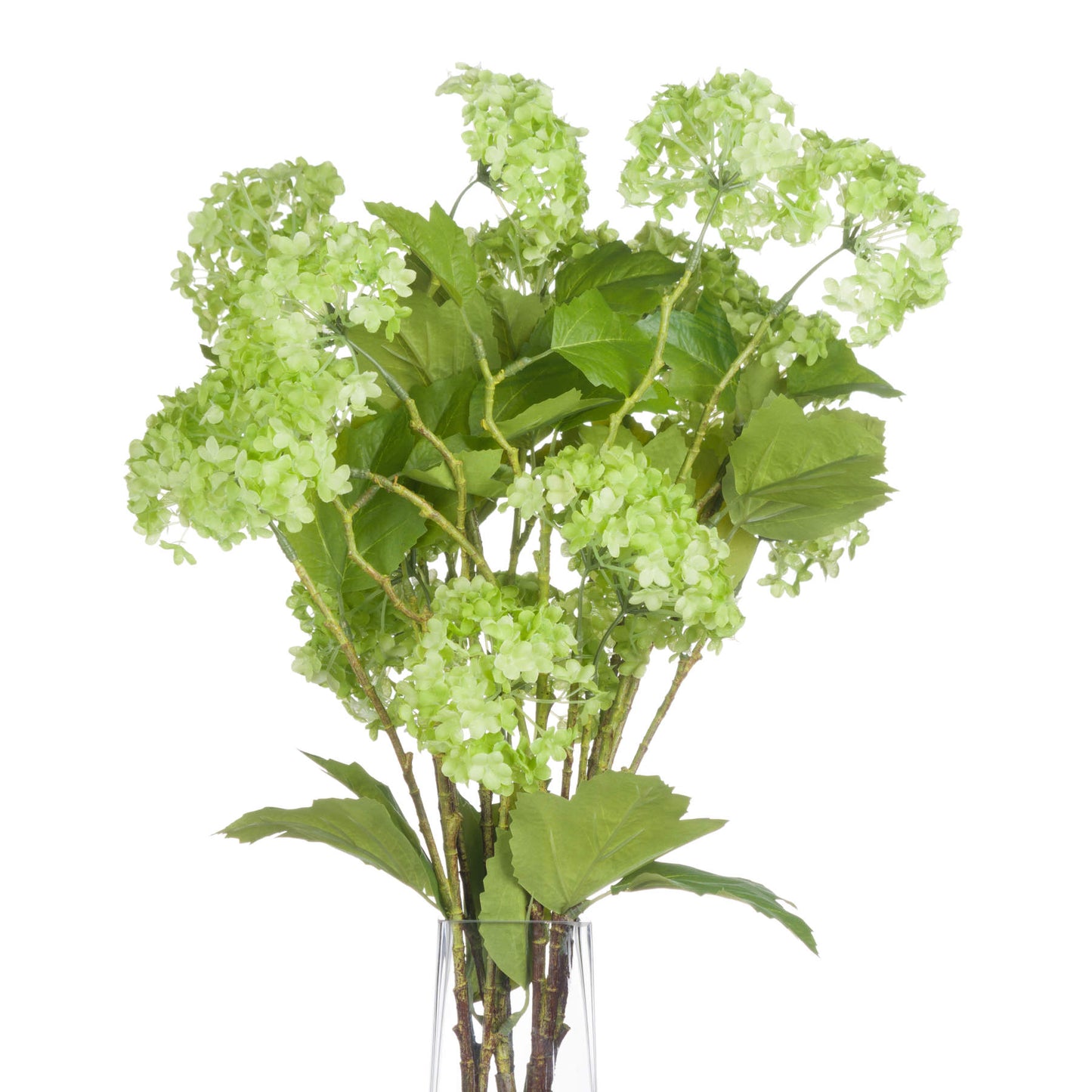 Bouquet of green hydrangea flowers in a vase on a white background