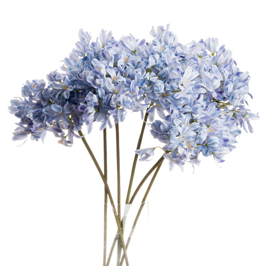 Light Blue Large Headed Agapanthus image 0