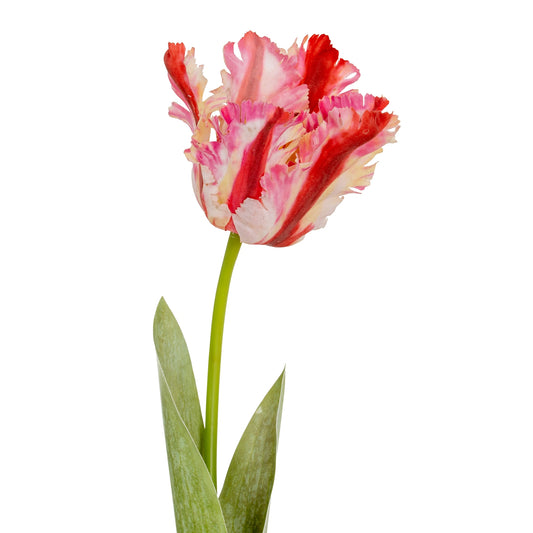 Multi Pink Parrot Tulip image 0