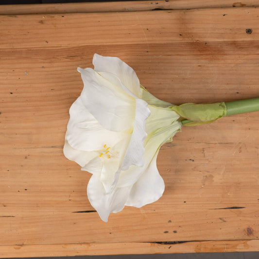 Classic White Amaryllis Flower image 1