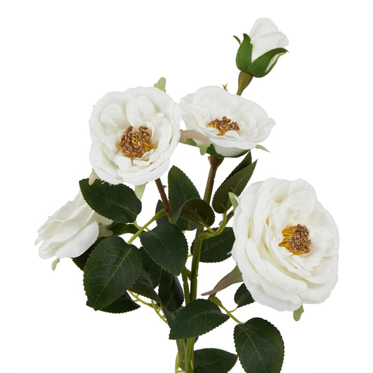The Natural Garden Collection White Hedge Rose Stem image 1