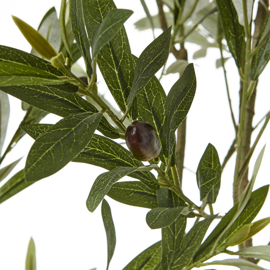 Apulia Olive Tree In White Pot 200Cm image 1