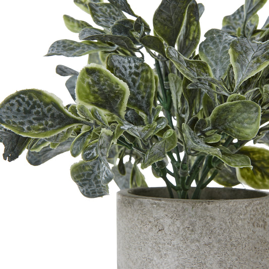 Small Giana Eucalyptus Plant In Grey Pot image 1