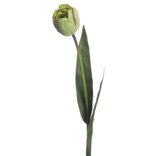 Green Tulip image 2