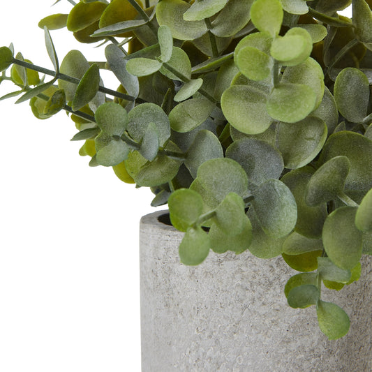 Small Button Eucalyptus Plant In Grey Pot image 1