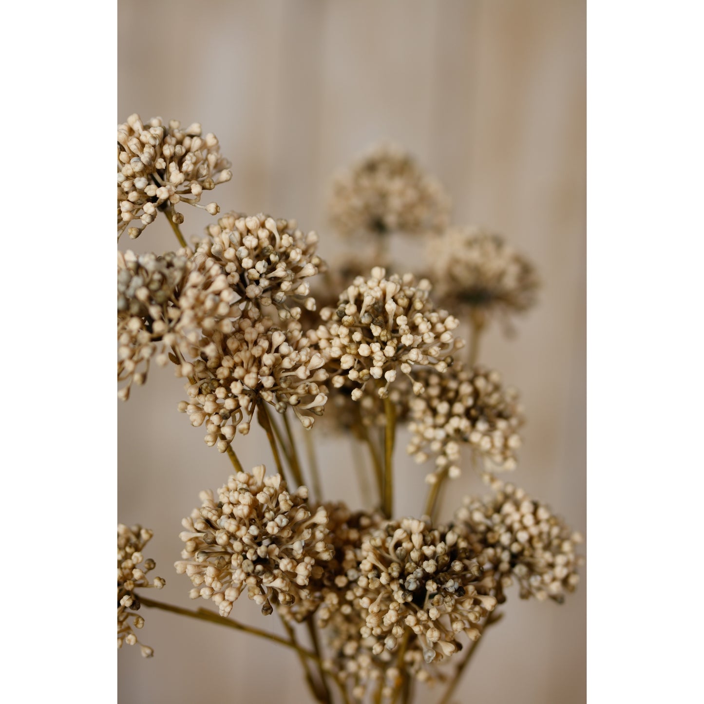 Brown Allium Spray image 4
