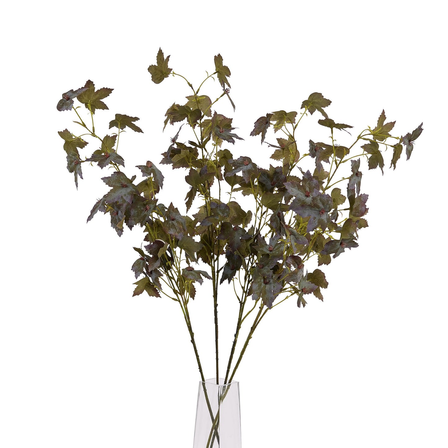Variegated Maple Leaf image 4
