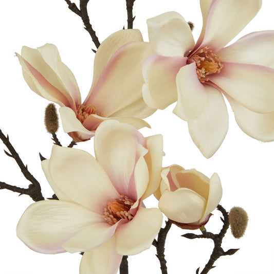The Natural Garden Collection Pale Apricot Magnolia Stem image 1
