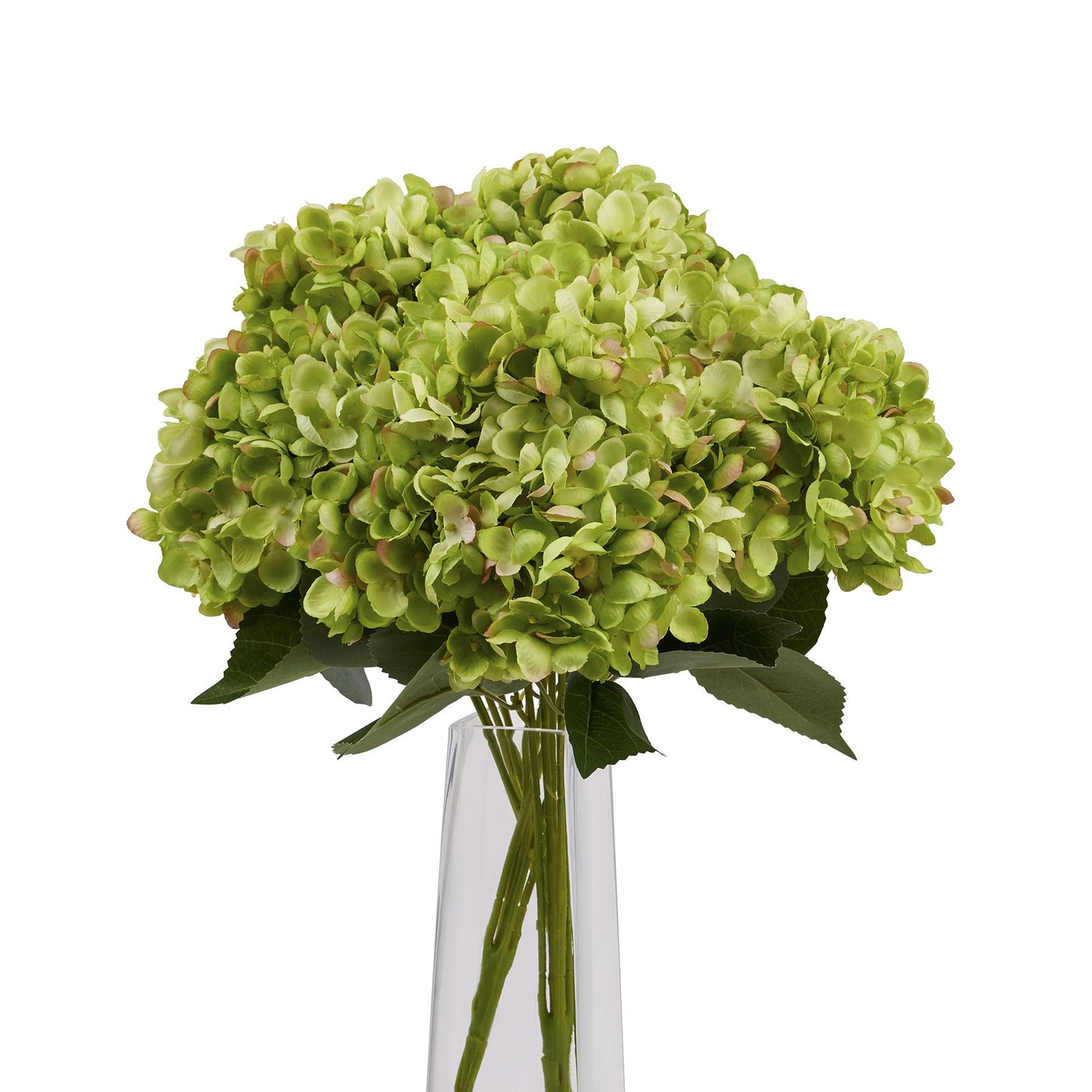 Green Hydrangea Bunch image 4