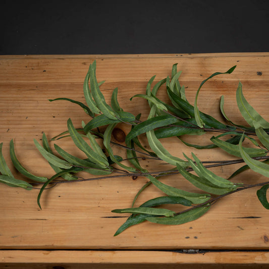 Eucalyptus Nicholii Spray image 1