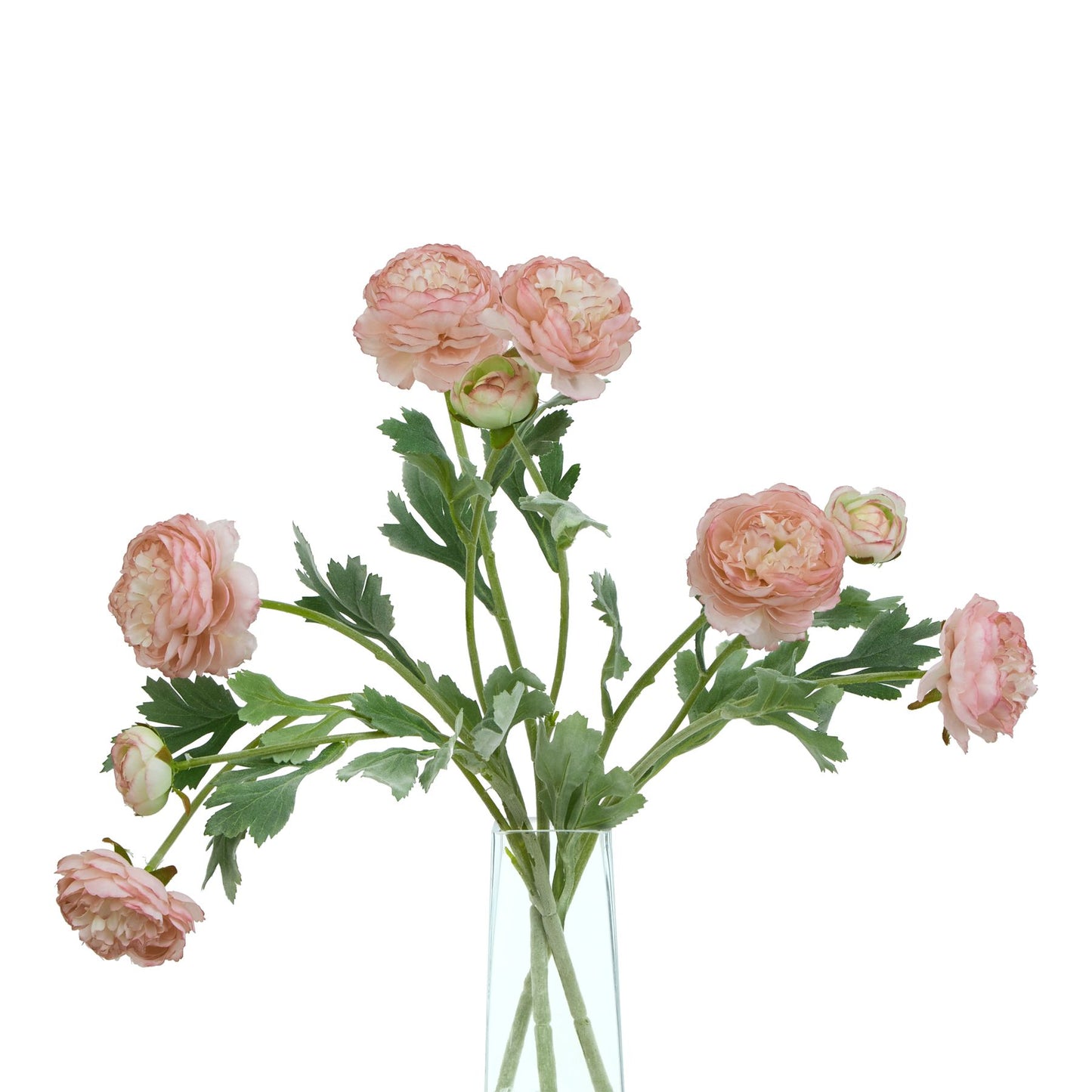The Natural Garden Collection Pink Ranunculus image 2