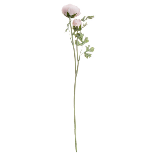 Pastel Pink Ranunculus image 1