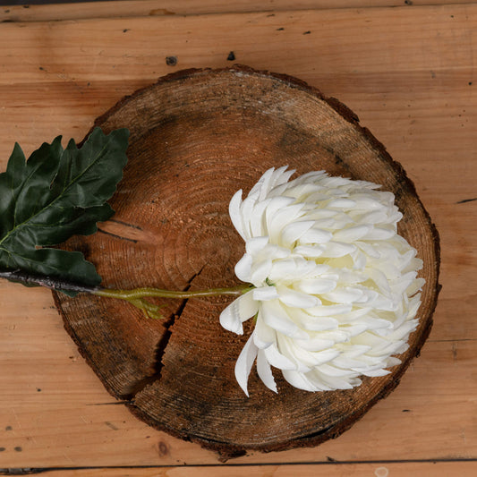 Large White Chrysanthemum image 1
