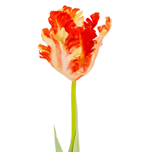 Flame Orange Parrot Tulip image 0