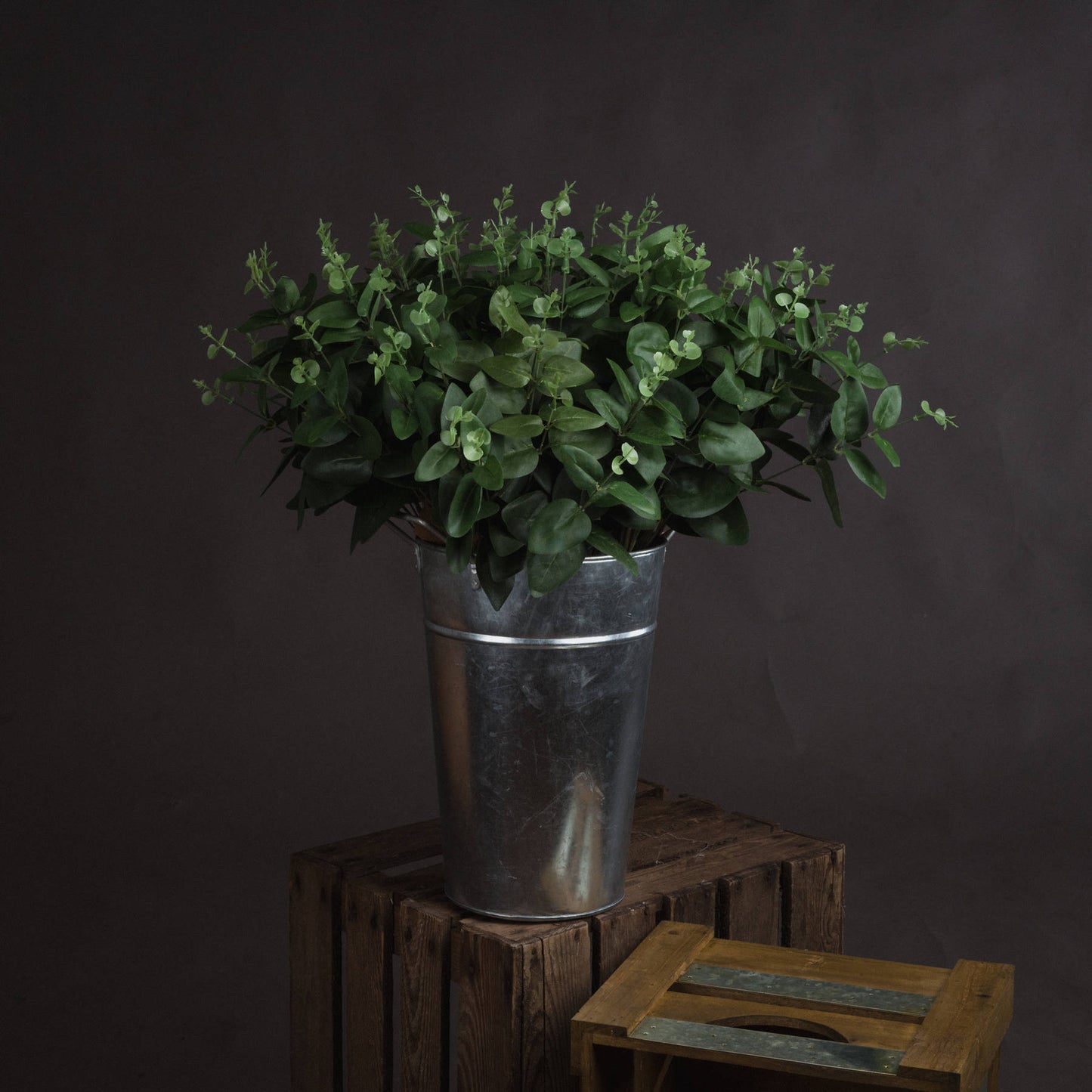 Cineraria Eucalyptus Spray image 0