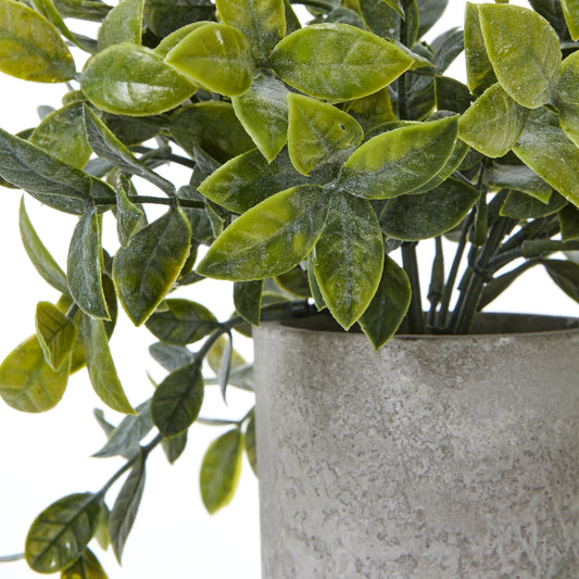Small Box Plant In Grey Pot image 1