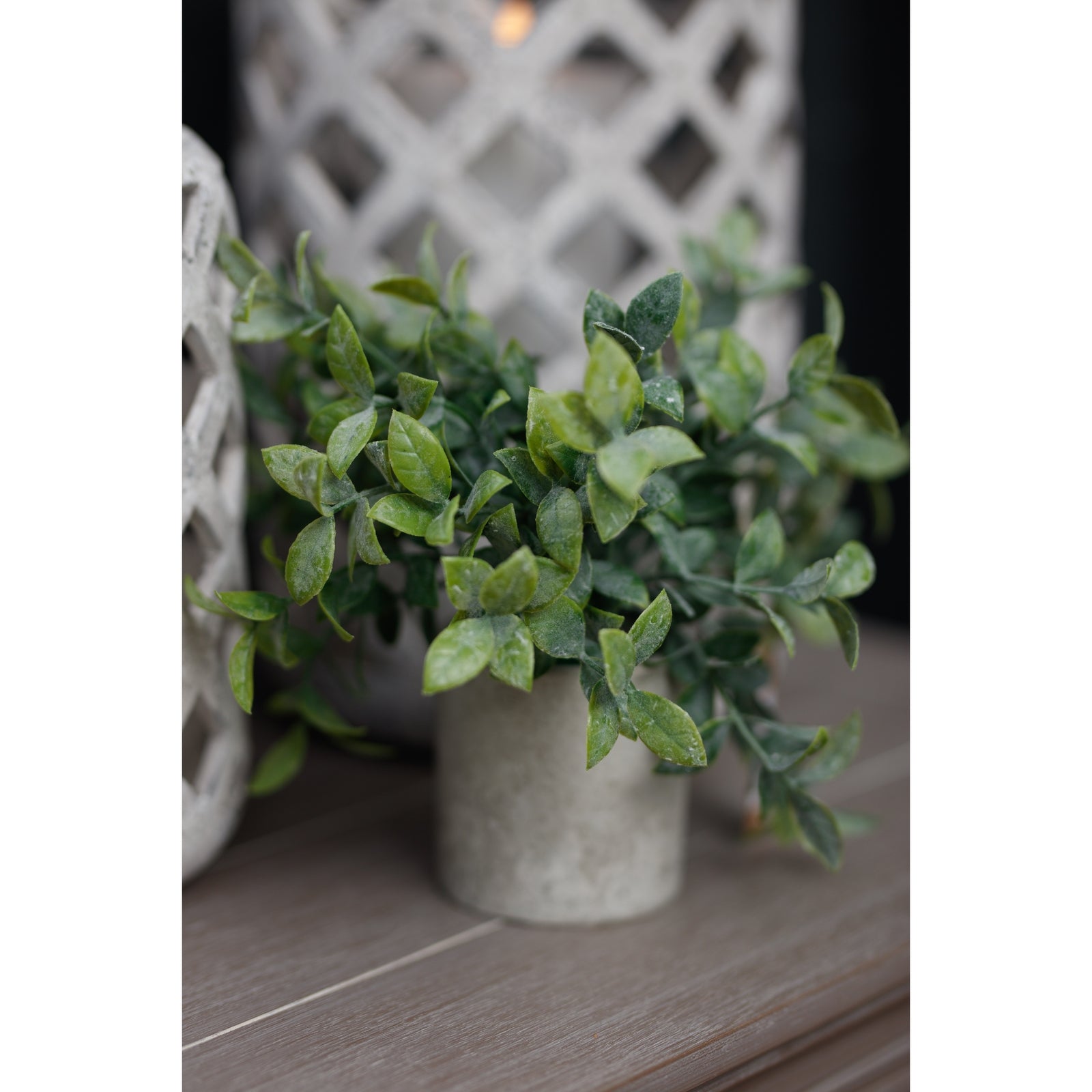 Small Box Plant In Grey Pot image 2