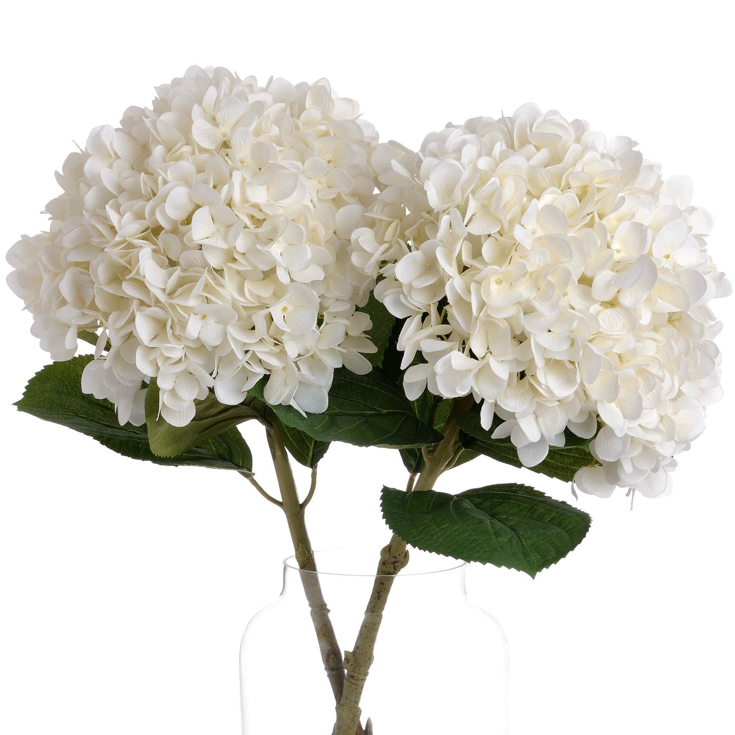 Oversized White Hydrangea image 2