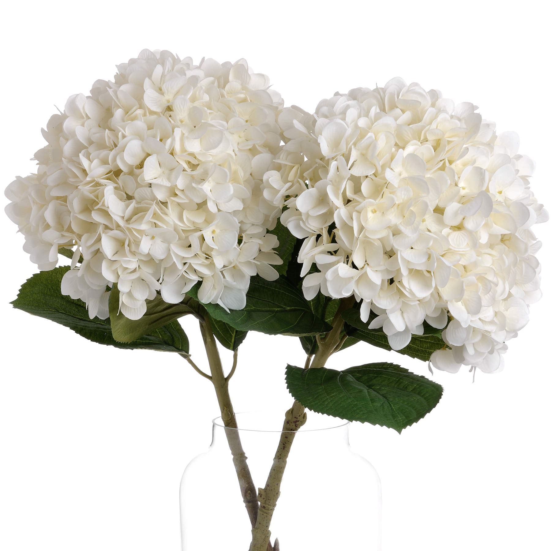 Oversized White Hydrangea image 2