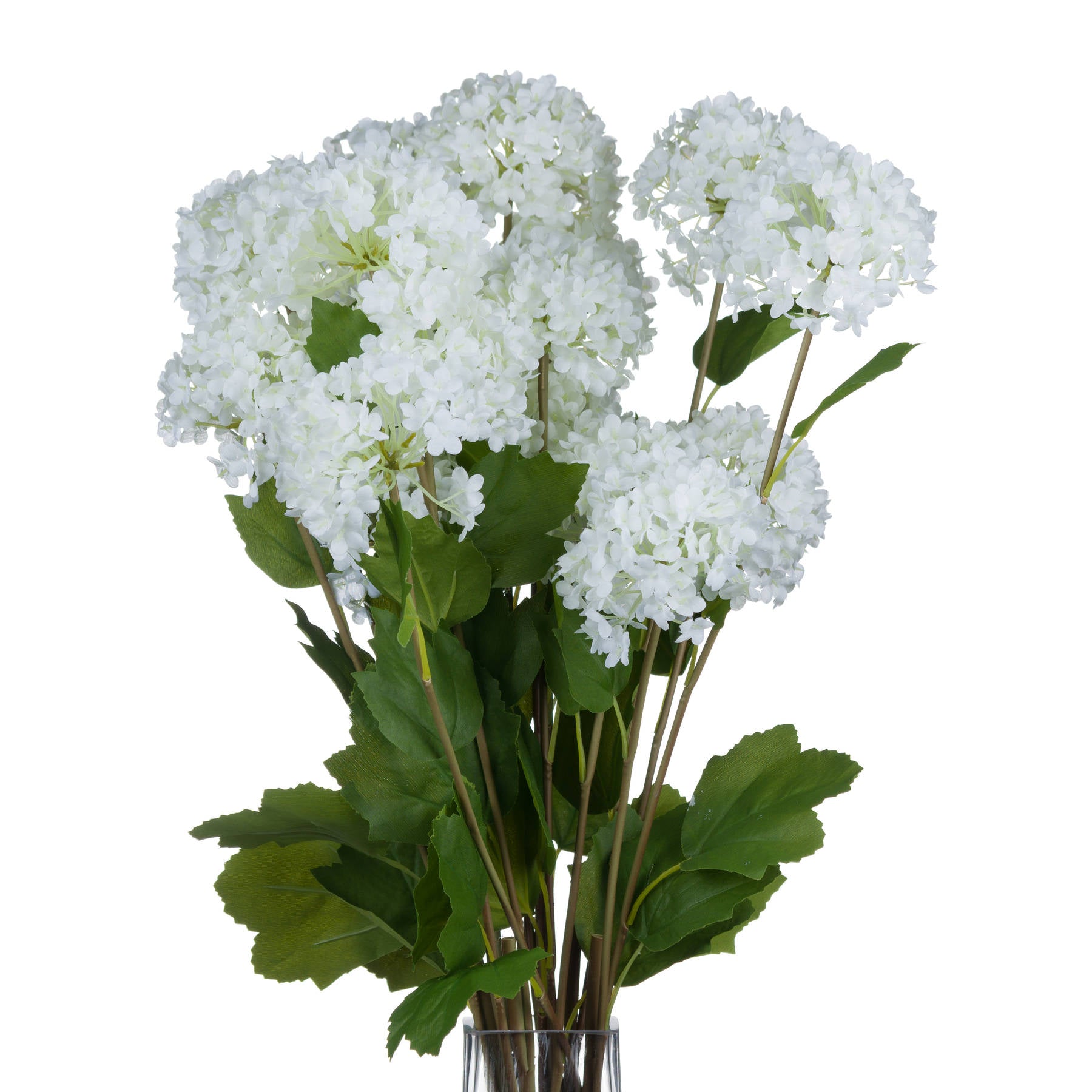 Viburnum Opulus image 3
