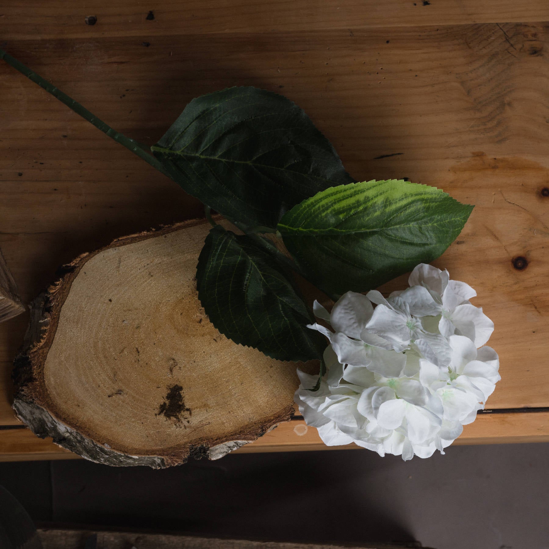 White Small Head Hydrangea image 1