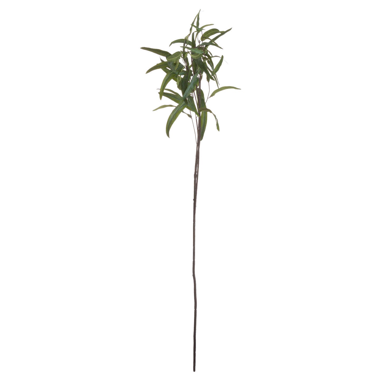Eucalyptus Nicholii Spray image 4