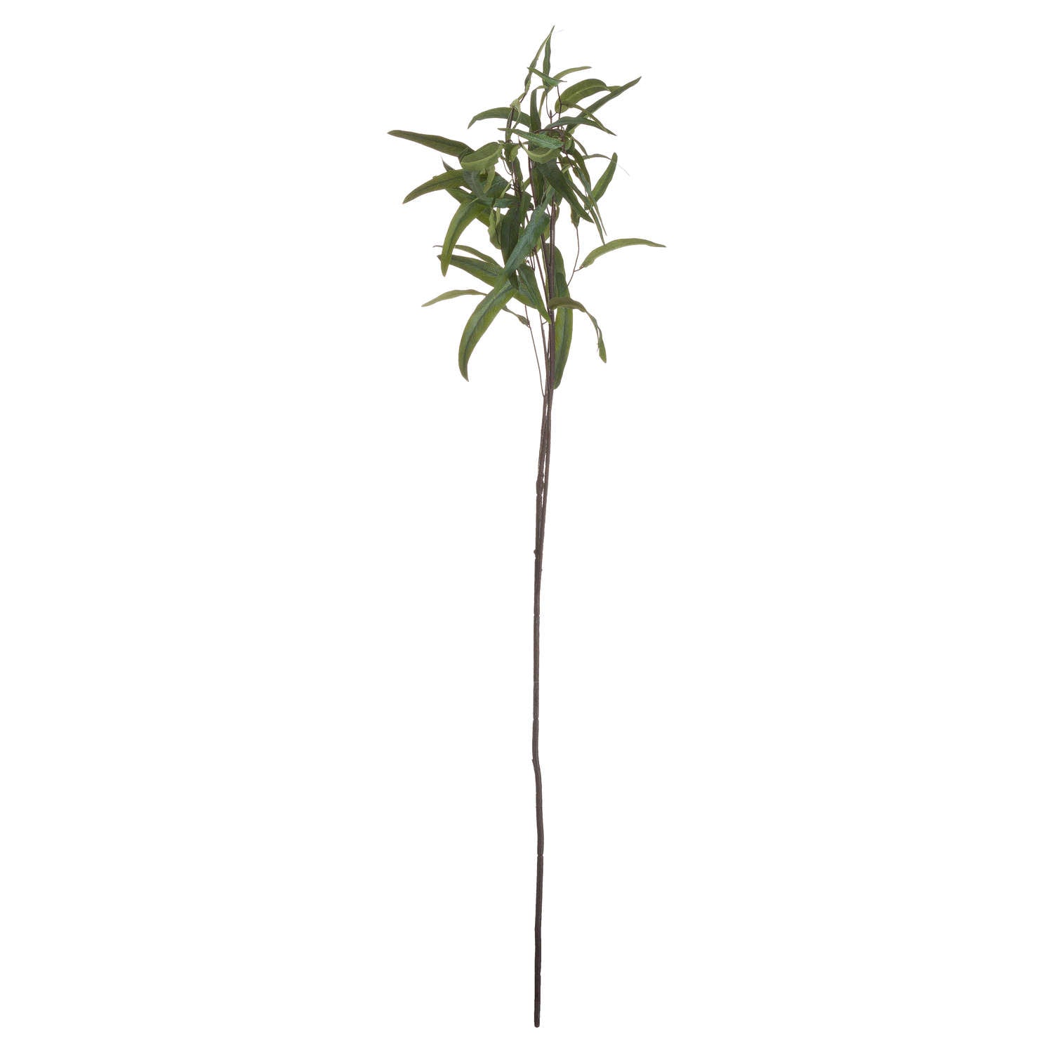 Eucalyptus Nicholii Spray image 4