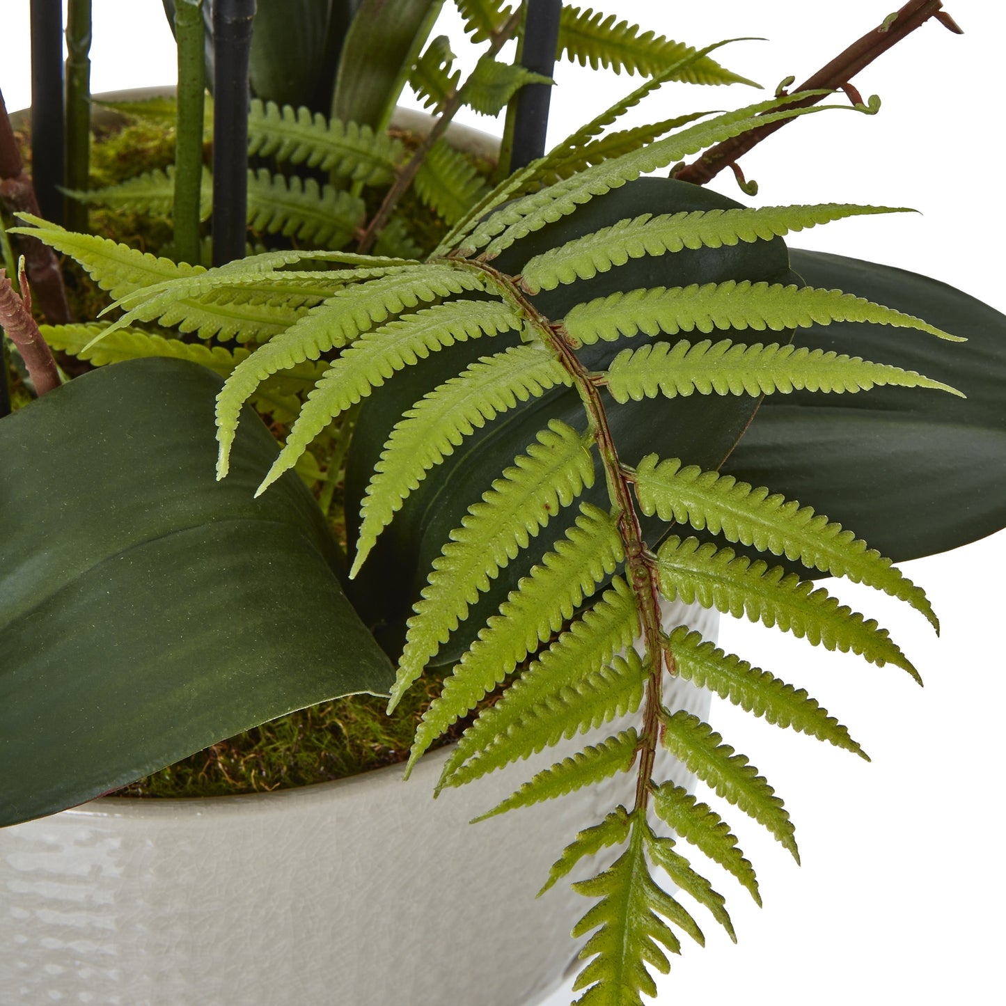 Large White Orchid In Ceramic Pot image 2