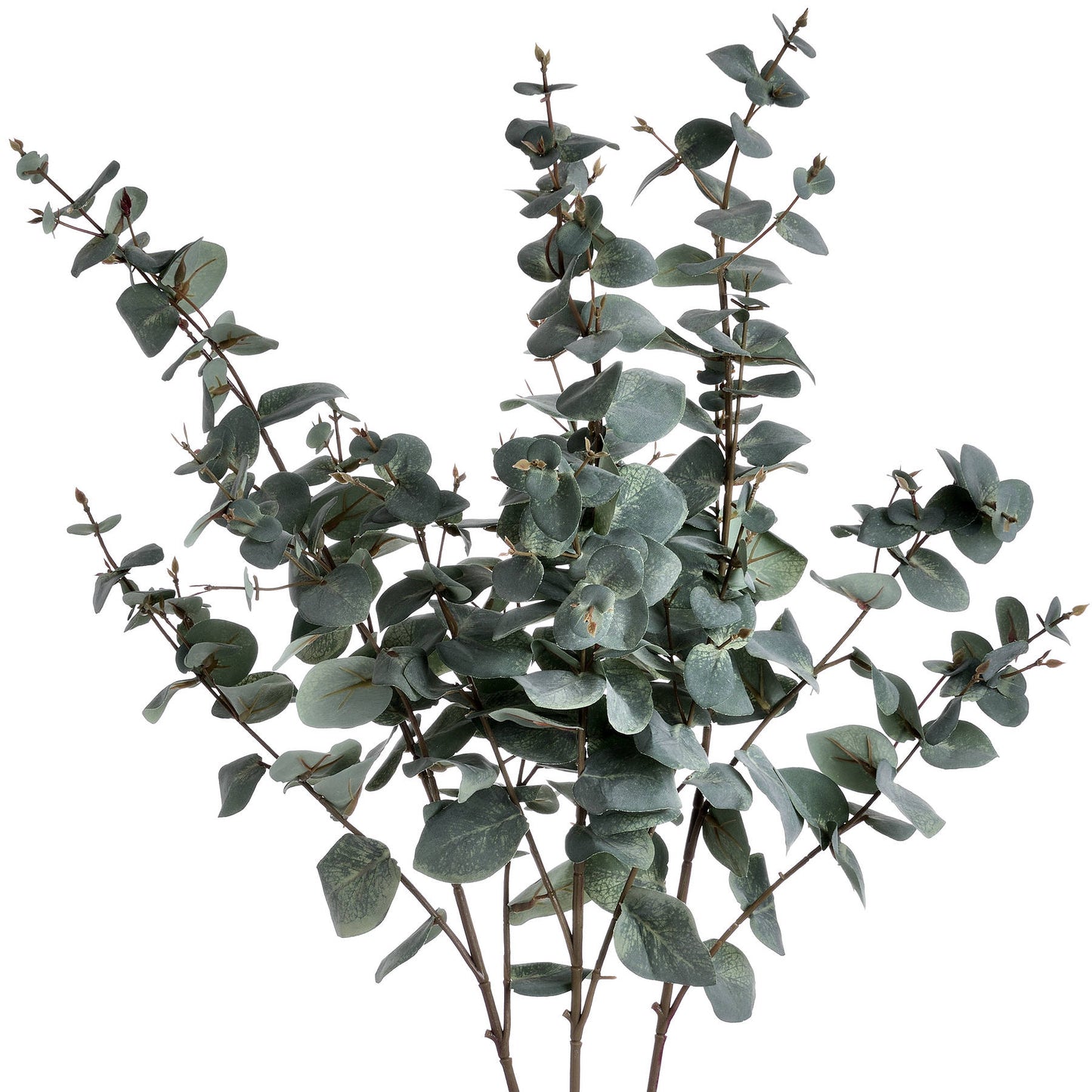 Variegated Eucalyptus image 3