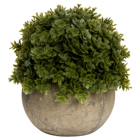 Miniature Hebe Veronica In Pot image 0