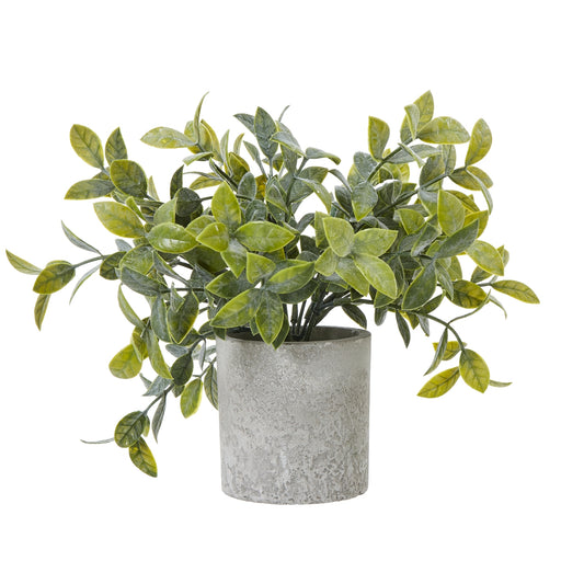 Small Box Plant In Grey Pot image 0