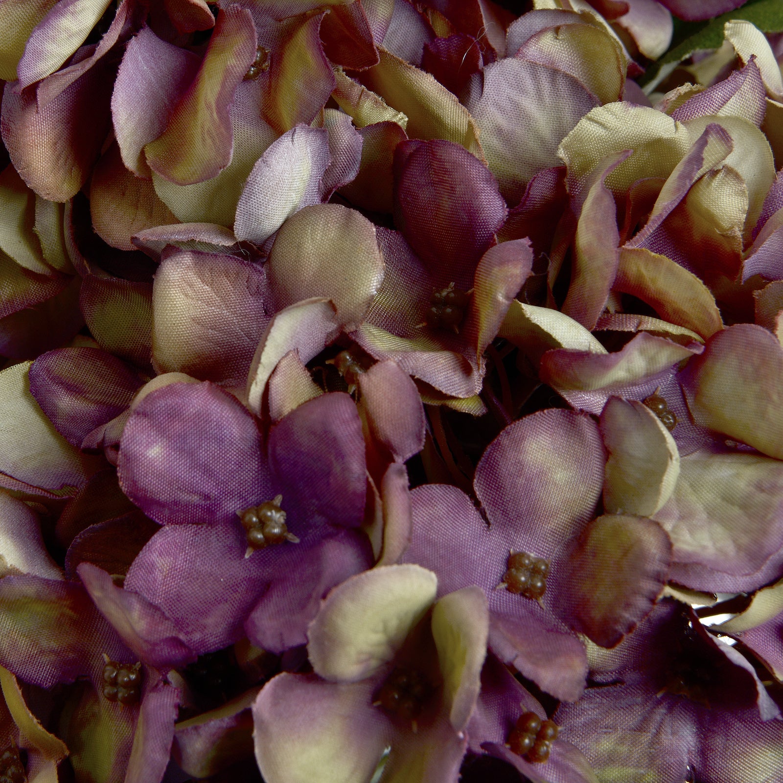 Close-up of purple and green hydrangea flowers