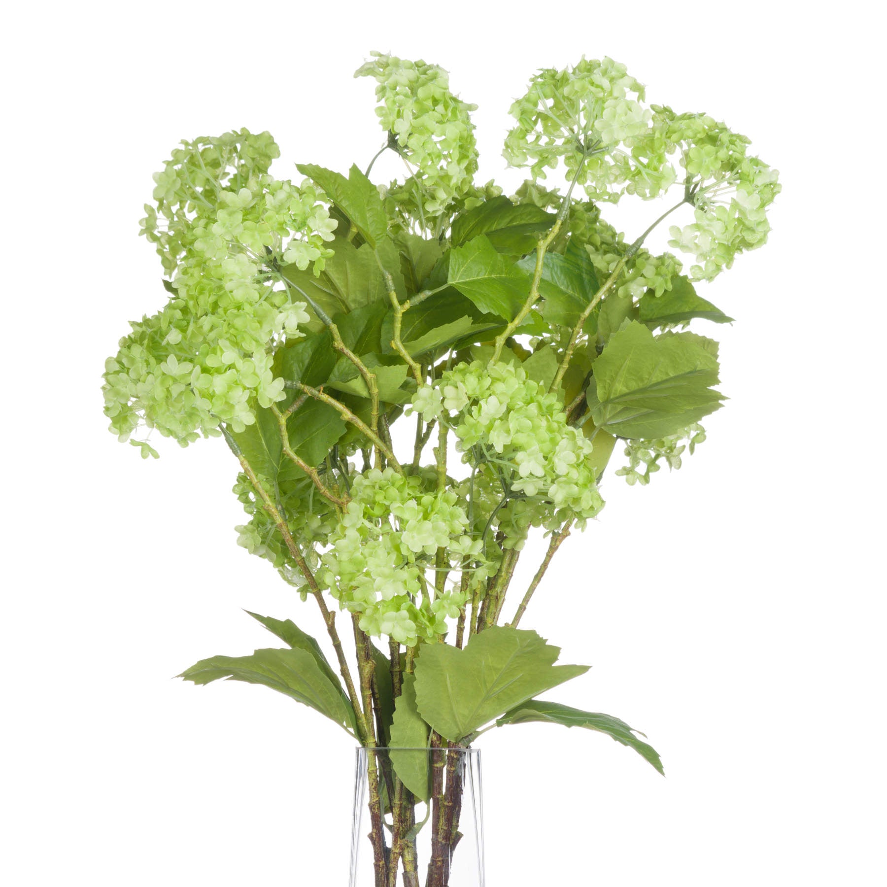 Bouquet of green hydrangea flowers in a vase on a white background