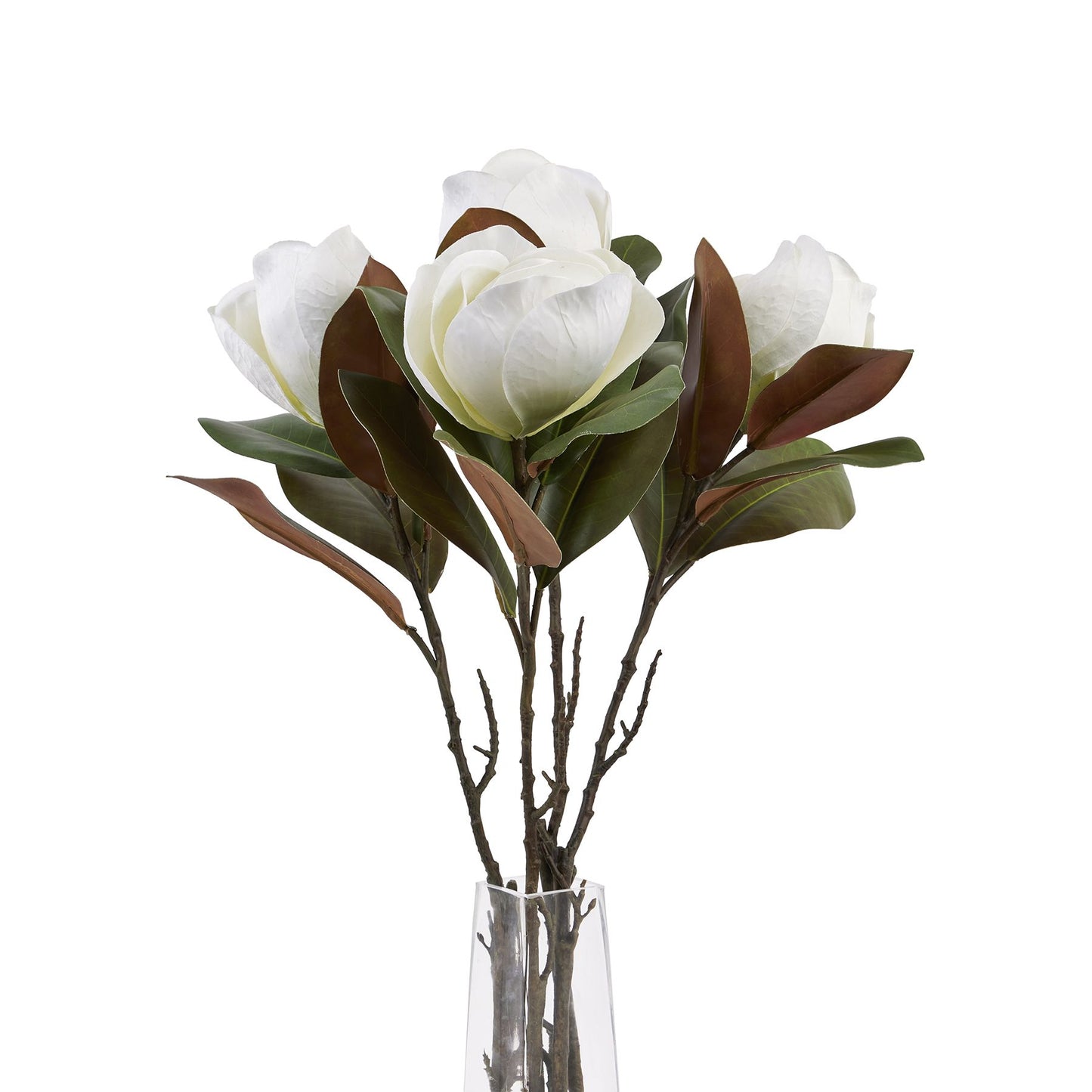 White Magnolia Stem image 4