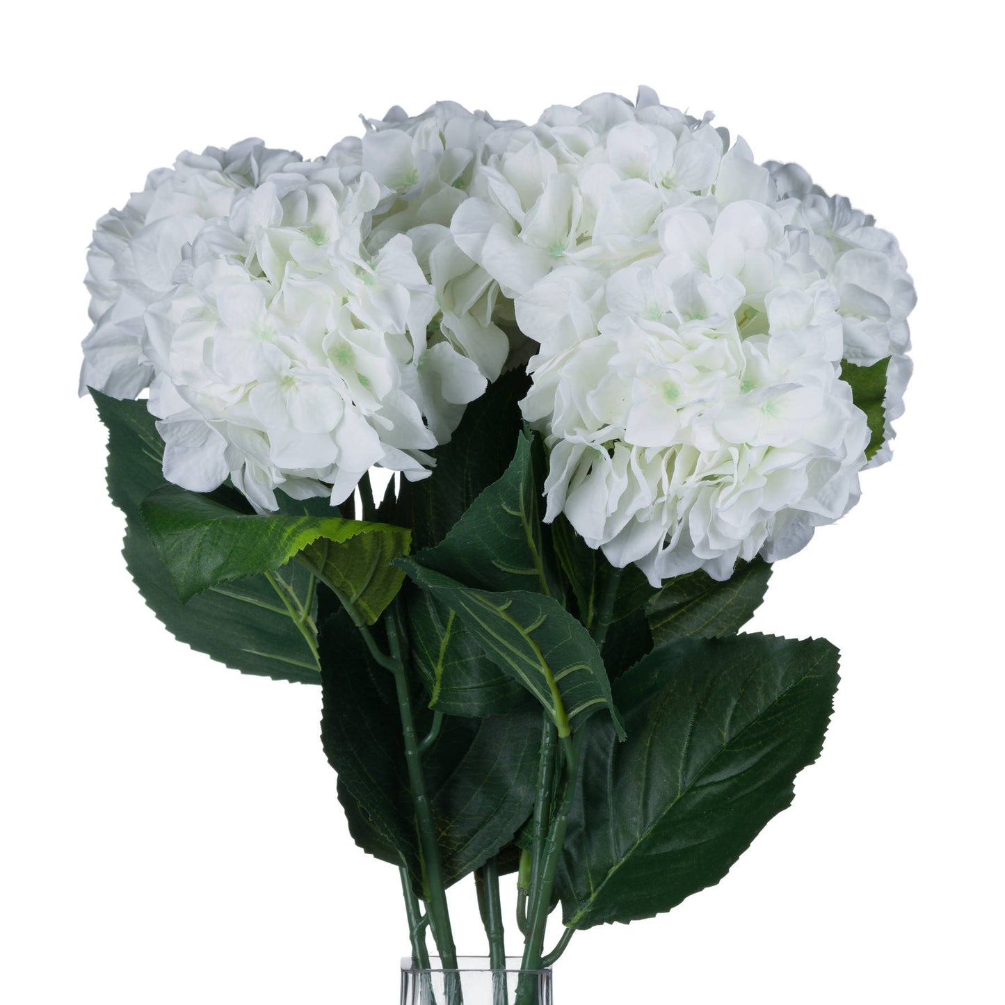 White Small Head Hydrangea image 3
