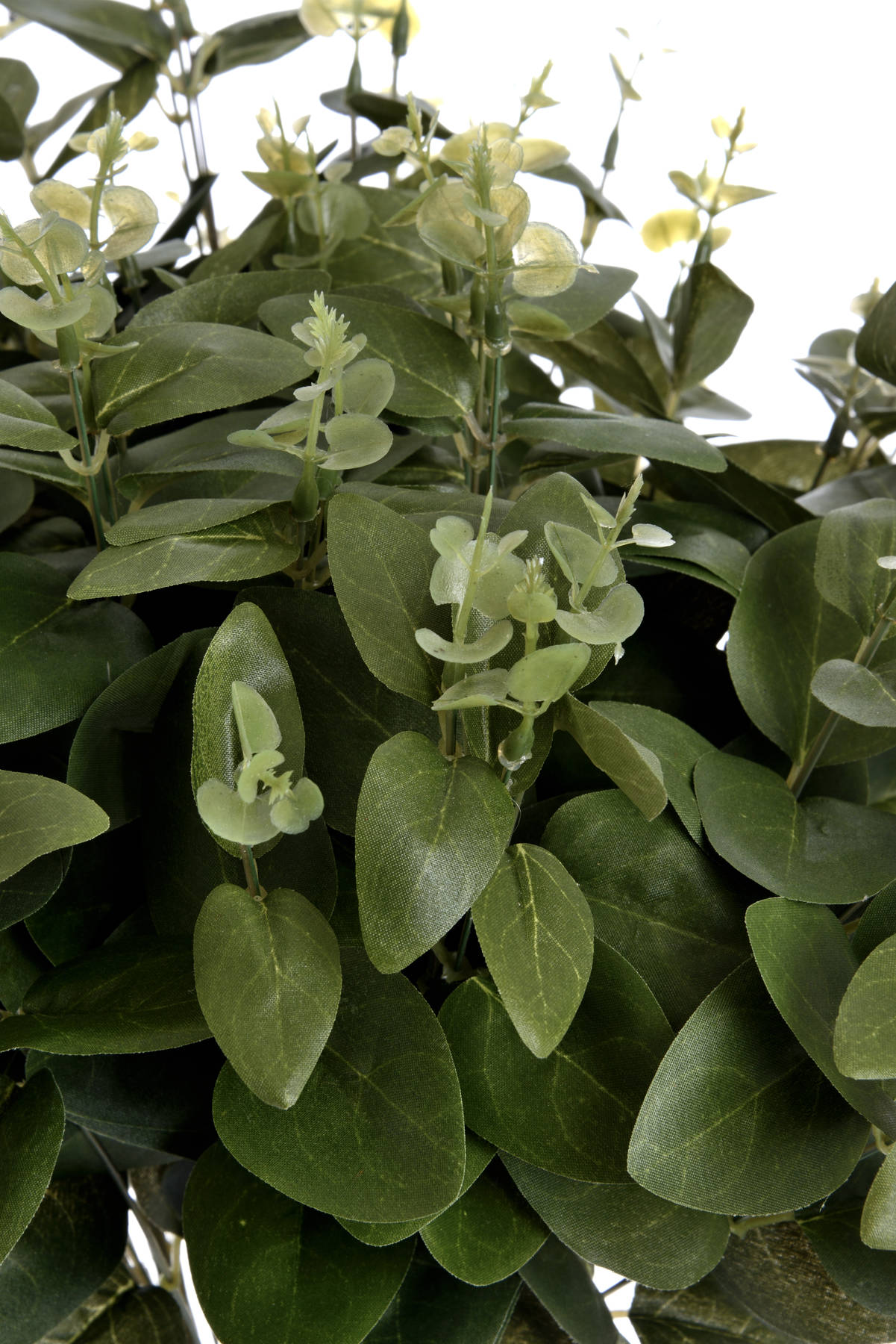 Cineraria Eucalyptus Spray image 4