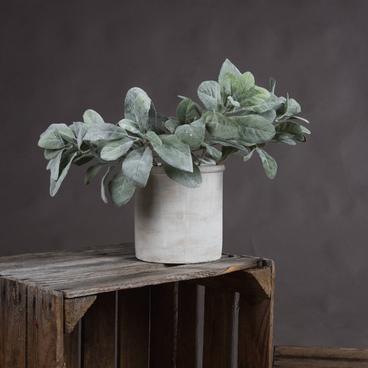 Lambs Ear Spray image 0