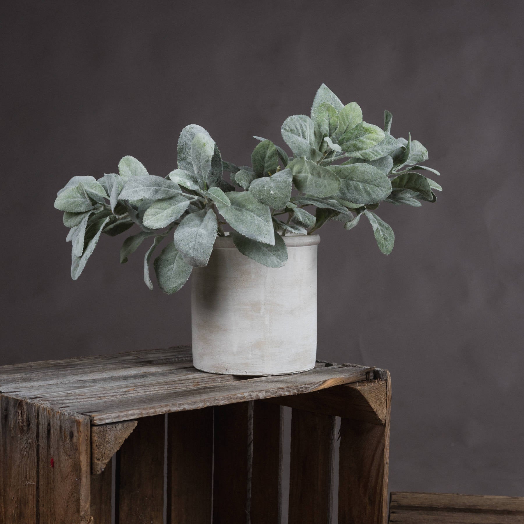 Lambs Ear Spray image 0