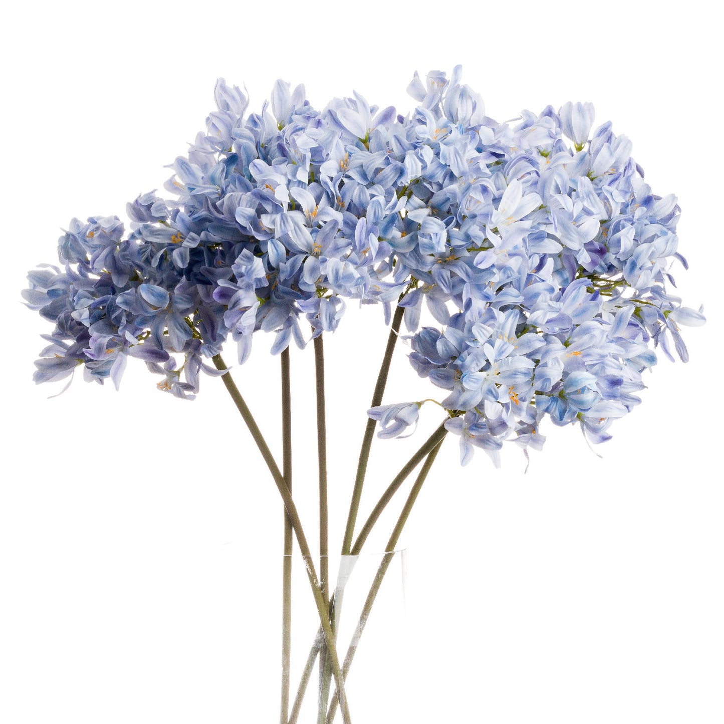 Light Blue Large Headed Agapanthus image 0