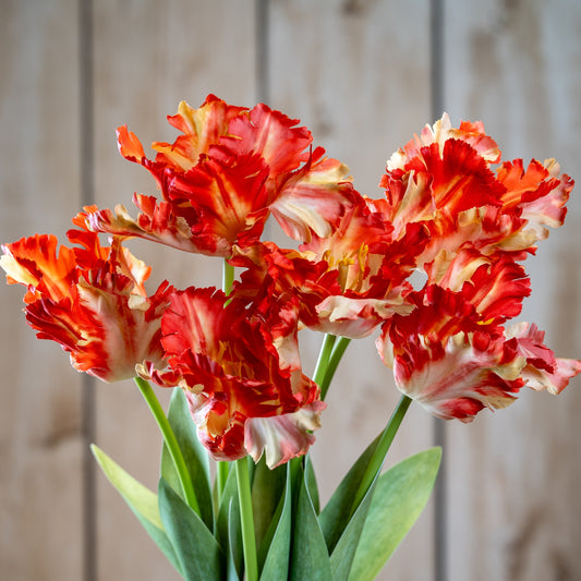 Flame Orange Parrot Artificial Tulip Stem