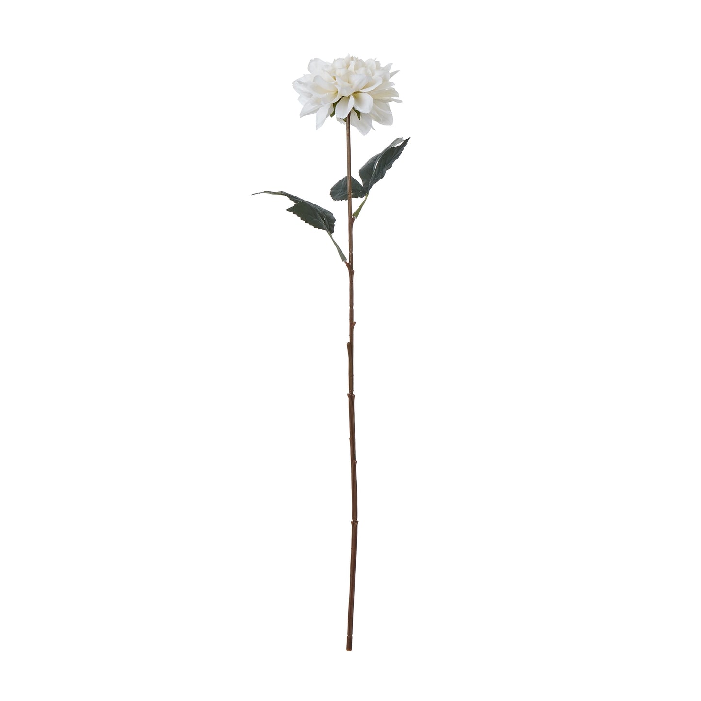 The Natural Garden Collection Tall White Dahlia image 0