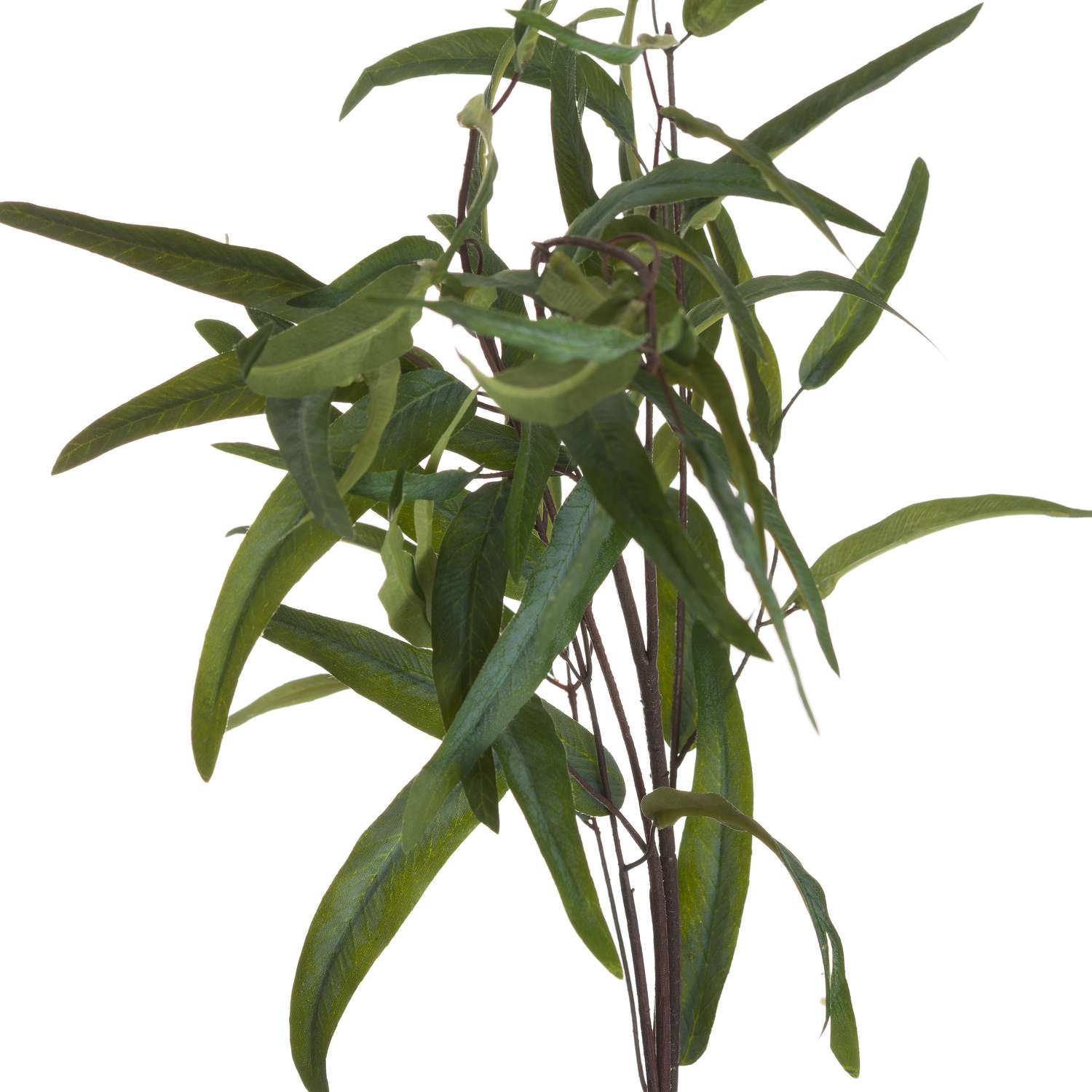 Eucalyptus Nicholii Spray image 3