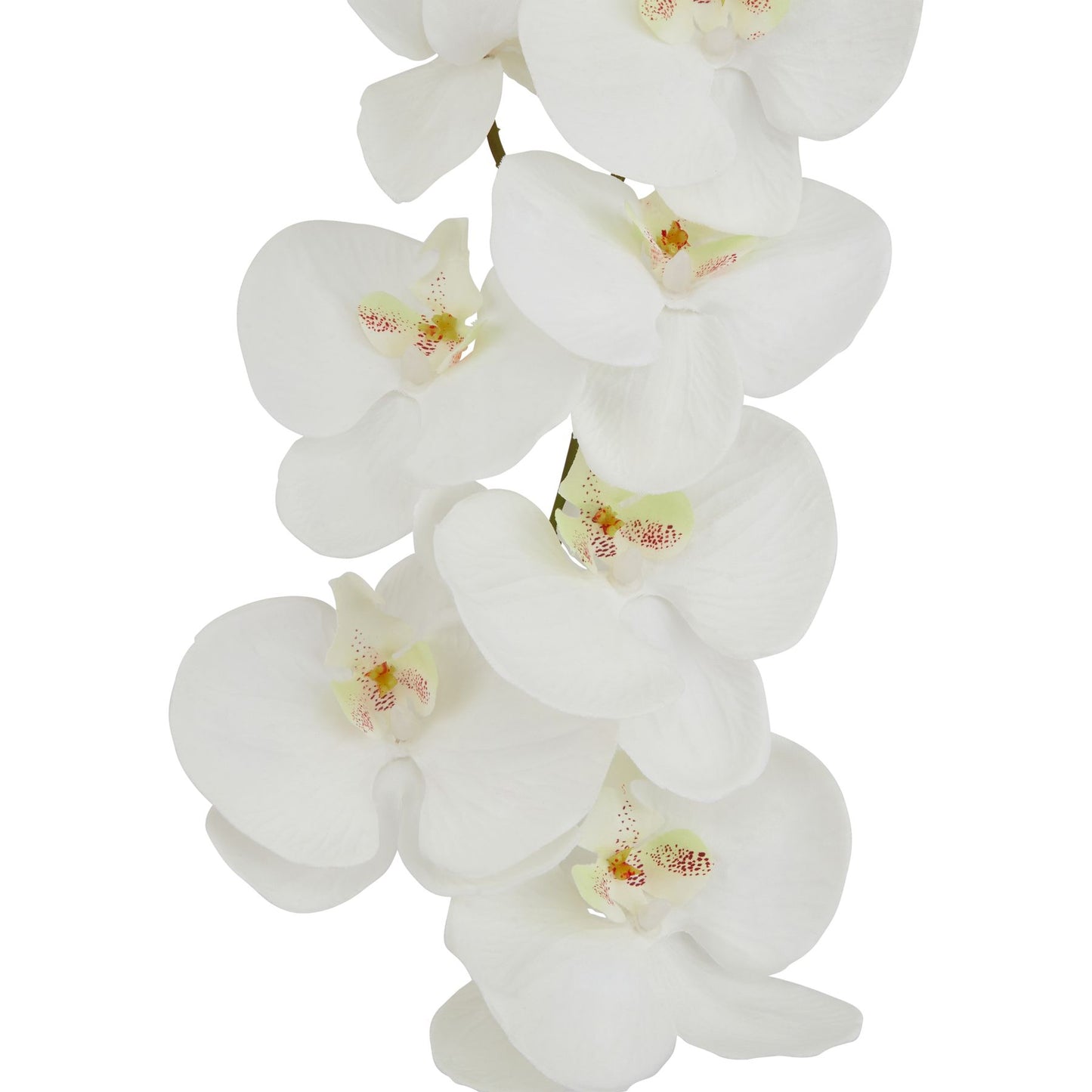 Tall White Butterfly Orchid Stem image 1