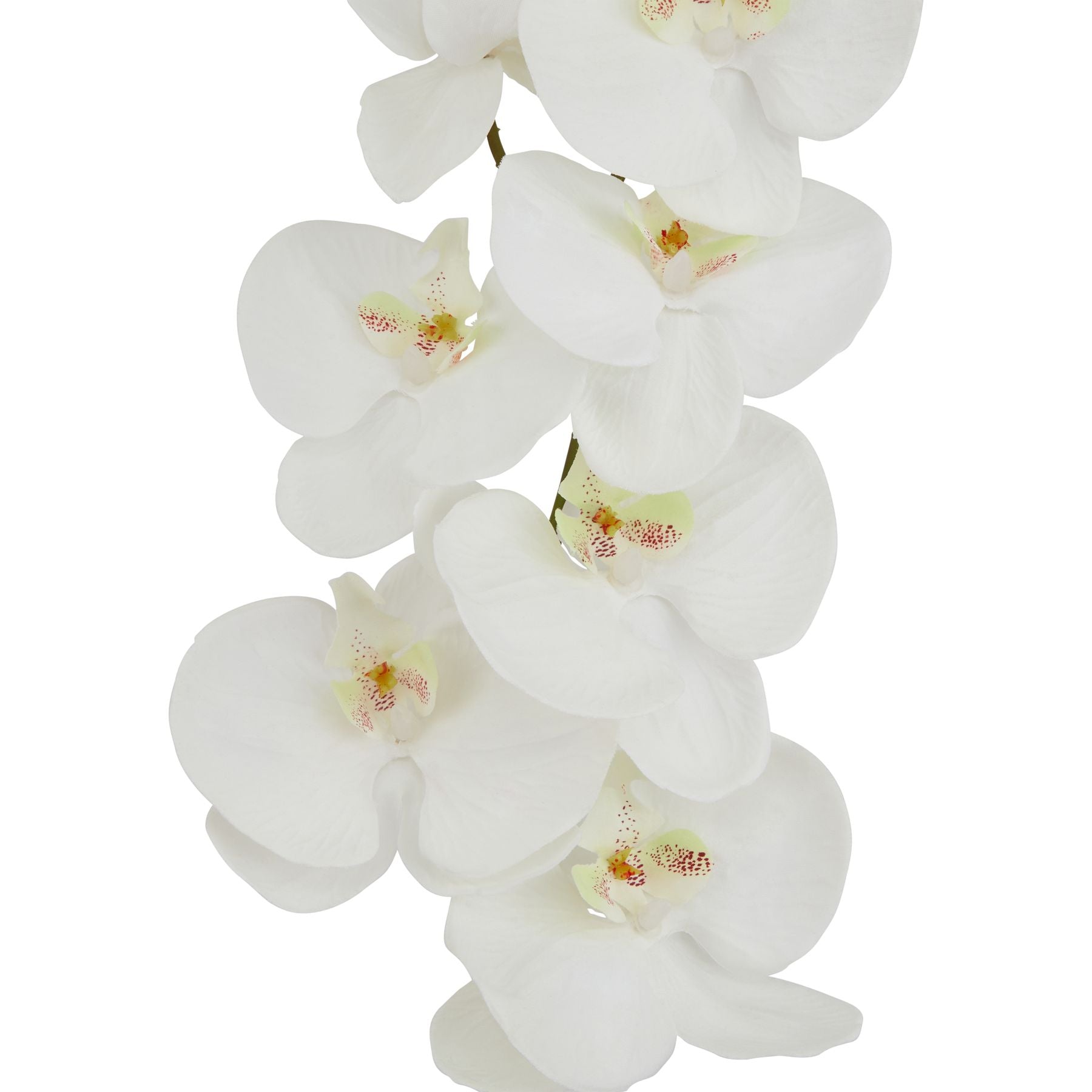 Tall White Butterfly Orchid Stem image 1