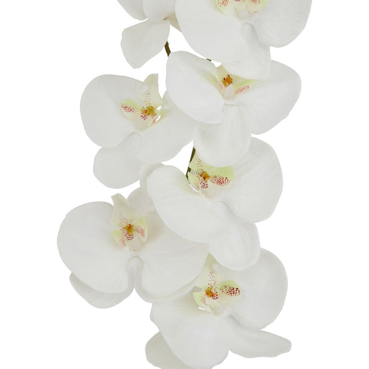 Tall White Butterfly Orchid Stem image 1