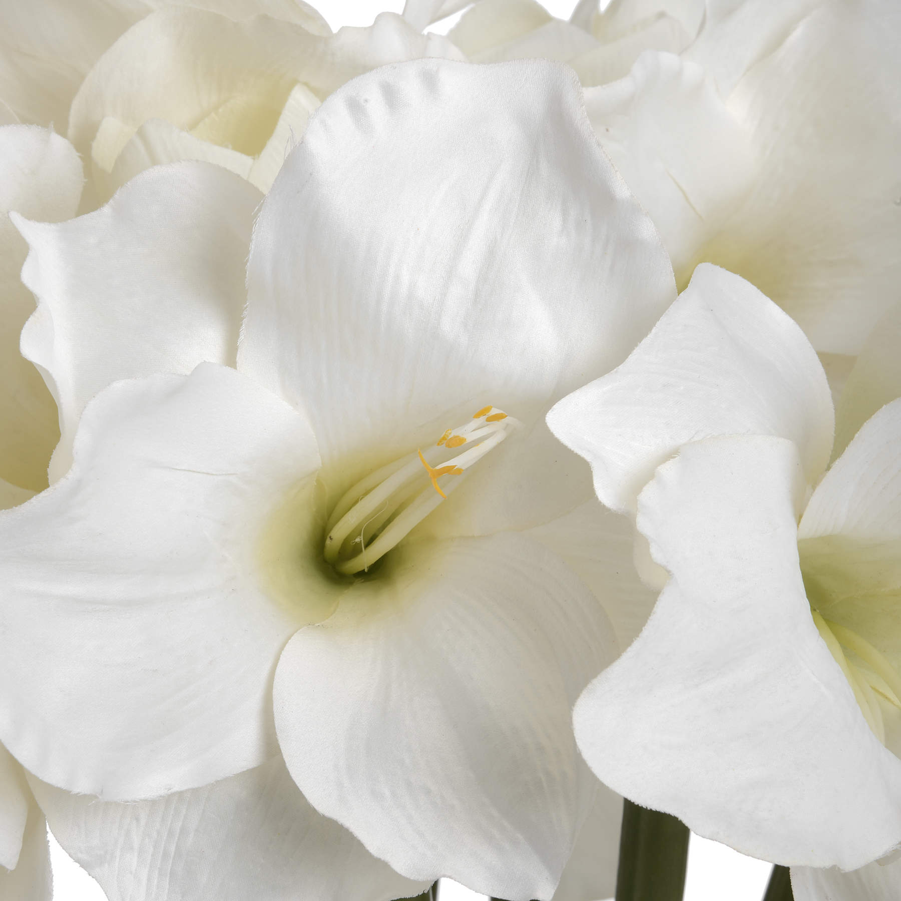 Classic White Amaryllis Flower image 4