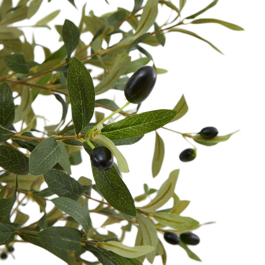 Calabria Small Olive Tree image 1