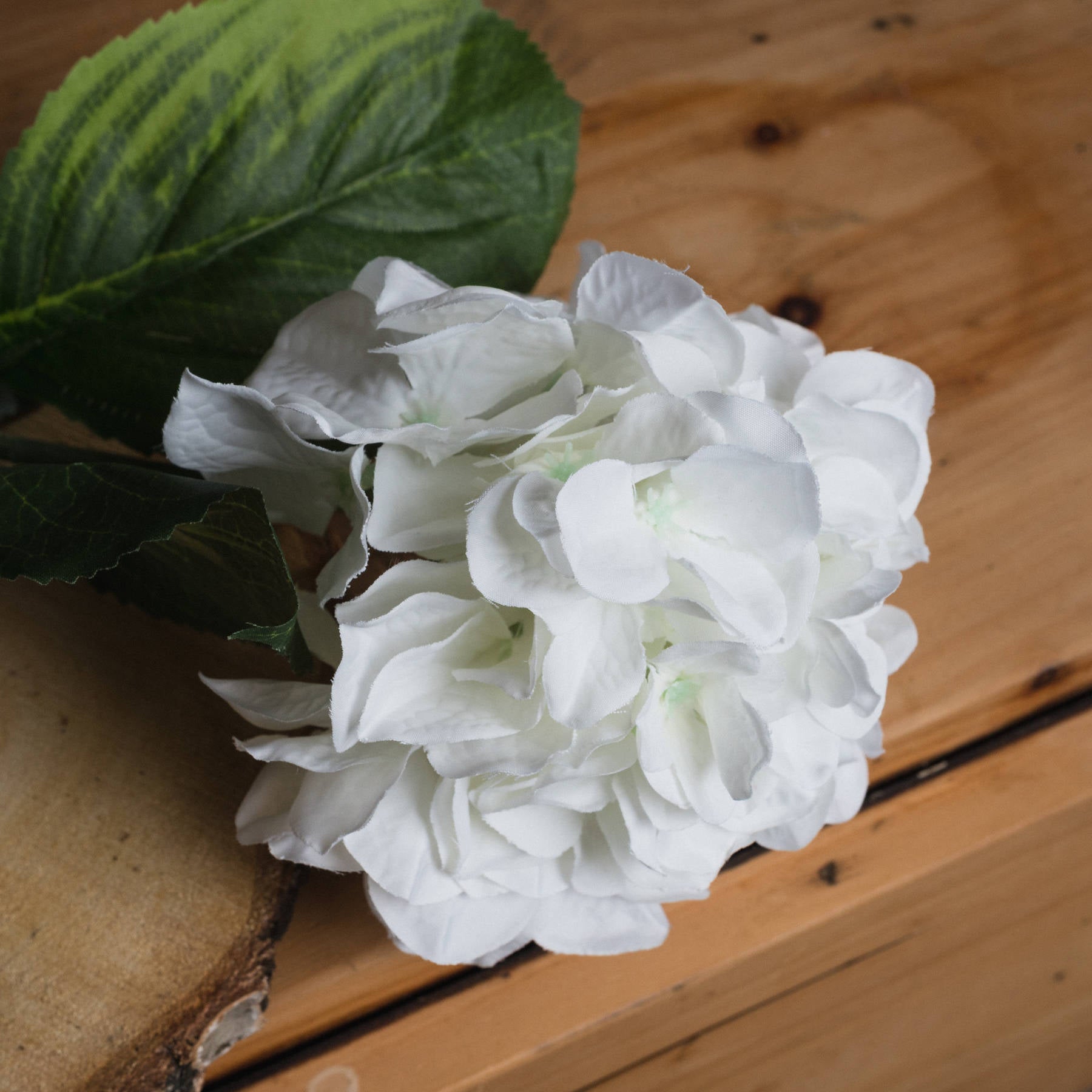 White Small Head Hydrangea image 2